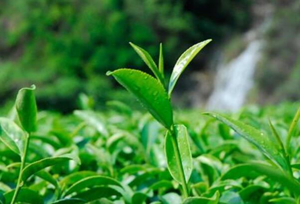 乌龙茶能和牛奶一起喝吗 一起喝会降低茶多酚浓度411 / 作者:UFO爱好者 / 帖子ID:86724