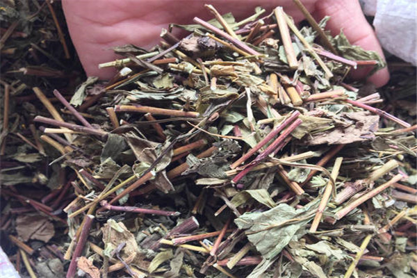 猫须草有什么作用 猫须草的药用价值有哪些833 / 作者:UFO爱好者 / 帖子ID:84452