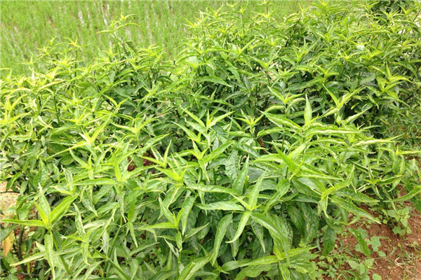 鳄嘴花哪些人不能吃 高血压的人可以吃鳄嘴花吗244 / 作者:UFO爱好者 / 帖子ID:84062