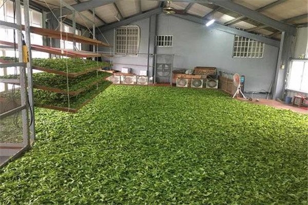 红茶的工艺流程是什么 制作红茶要经过哪些步骤721 / 作者:UFO爱好者 / 帖子ID:83936