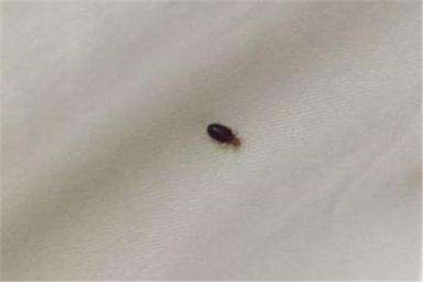 棉被里的臭虫怎么处理 清洗棉被的正常方法999 / 作者:UFO爱好者 / 帖子ID:83798