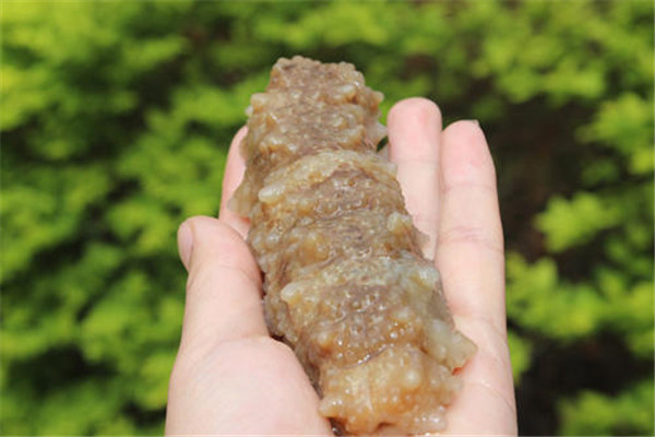 哪些人不适合吃黄玉参 刚做完手术可以吃黄玉参吗55 / 作者:UFO爱好者 / 帖子ID:83851