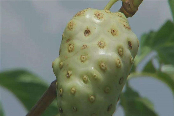 呕吐果吃了为什么会吐 呕吐果可以经常吃吗713 / 作者:UFO爱好者 / 帖子ID:83853