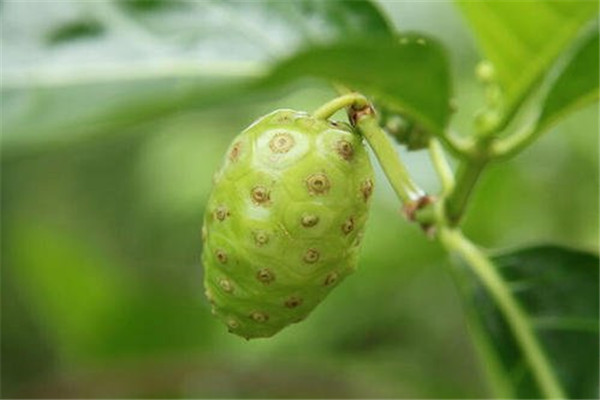 呕吐果吃了为什么会吐 呕吐果可以经常吃吗134 / 作者:UFO爱好者 / 帖子ID:83853