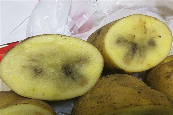土豆黑了还可以吃么 怎么样避免土豆颜色变黑718 / 作者:UFO爱好者 / 帖子ID:83501