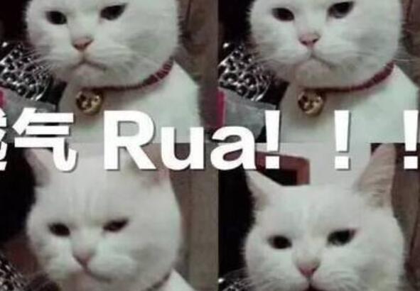 rua是什么意思 rua在生活中经常用到吗945 / 作者:UFO爱好者 / 帖子ID:68483
