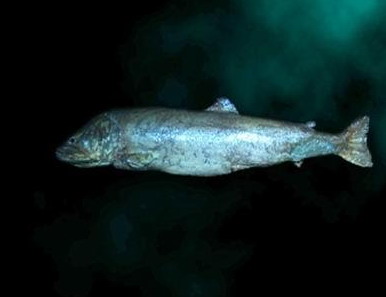 喀纳斯湖水怪之谜747 / 作者:UFO爱好者 / 帖子ID:68257