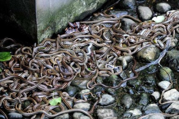 十大恐怖蛇岛：遍地巨蟒无人踏足323 / 作者:UFO爱好者 / 帖子ID:75248