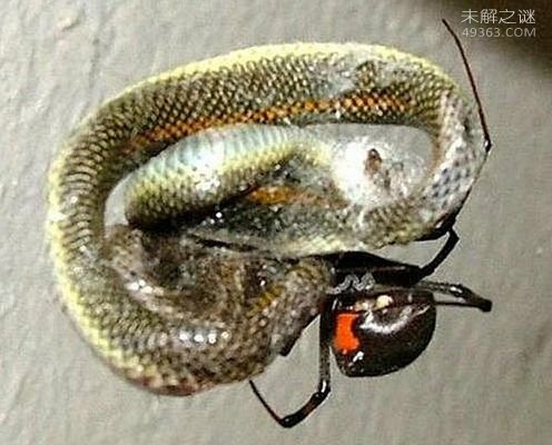 看家蛇,世界上都有那些神奇的蛇类210 / 作者:UFO爱好者 / 帖子ID:83601