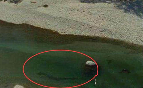 中国三大水怪之谜：青海湖水怪疑似蛇颈龙238 / 作者:UFO爱好者 / 帖子ID:73940