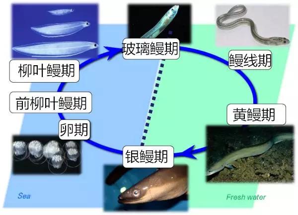 鳝鱼最近很火，它是怎么交配的?不远万里跑到奇怪的地方交配566 / 作者:UFO爱好者 / 帖子ID:84872