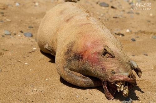 世界五大恐怖生化实验生物，不敢相信这些“怪物”真的存在519 / 作者:UFO爱好者 / 帖子ID:68912