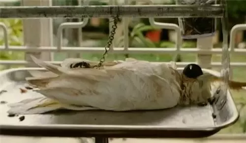 再世轮回前来索命 警察开枪打死的兄妹成了自己的儿女247 / 作者:UFO爱好者 / 帖子ID:78884