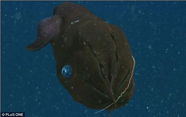 深海神秘居民 吸血鬼鱿鱼965 / 作者:UFO爱好者 / 帖子ID:73656