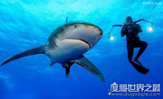 美国12岁男孩钓起约250公斤鲨鱼，世界上最惨鲨鱼吃人事件897 / 作者:UFO爱好者 / 帖子ID:67032
