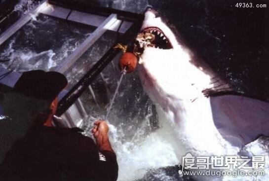 美国12岁男孩钓起约250公斤鲨鱼，世界上最惨鲨鱼吃人事件998 / 作者:UFO爱好者 / 帖子ID:67032