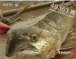 揭秘大金湖水怪之谜89 / 作者:UFO爱好者 / 帖子ID:83323 揭秘大金湖水怪之谜89 / 作者:UFO爱好者 / 帖子ID:83323