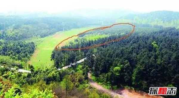 1994年贵阳空中怪车事件真相，外星人造访都溪林场摧毁400亩松树266 / 作者:UFO爱好者 / 帖子ID:99377