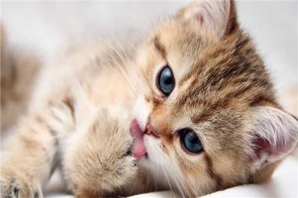 黄油猫悖论：绑着黄油的猫咪永远着不了地(无法实现)124 / 作者:UFO爱好者 / 帖子ID:79971