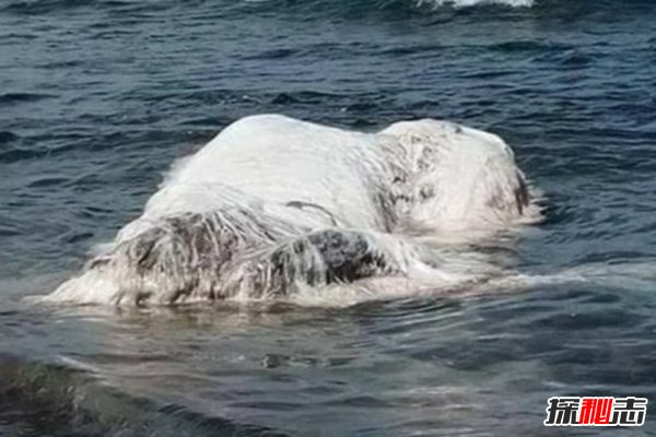 世界18大恐怖怪兽，巨型蚯蚓最长2米雪怪脚长33厘米157 / 作者:UFO爱好者 / 帖子ID:104243