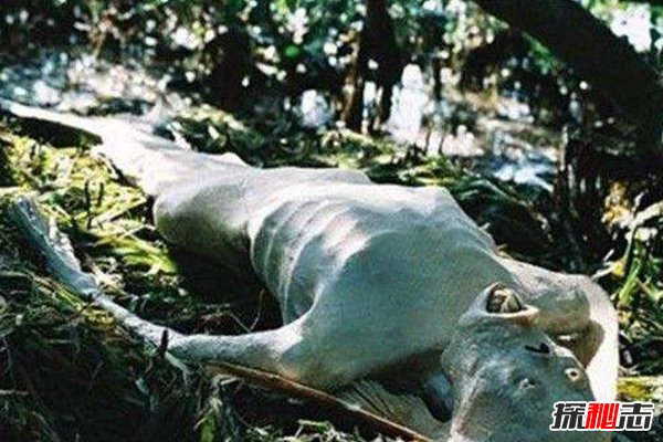 美人鱼吃小孩是真是假，无相关报道实为谣言？(真相辟谣)11 / 作者:UFO爱好者 / 帖子ID:104198
