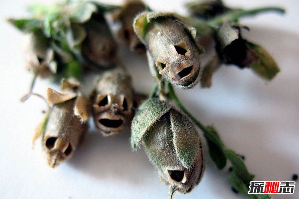 世界上最恐怖的花：骷髅花，一到夏季枝头挂满“头颅”892 / 作者:UFO爱好者 / 帖子ID:104162
