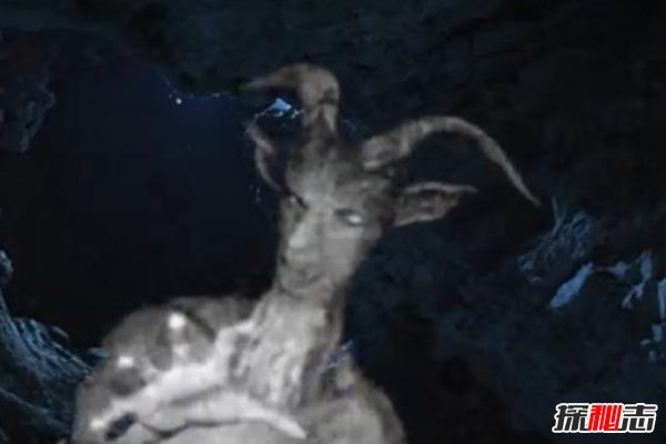 美国山羊人之谜，半人半羊的恶魔，是传说还是实验产物195 / 作者:UFO爱好者 / 帖子ID:104109