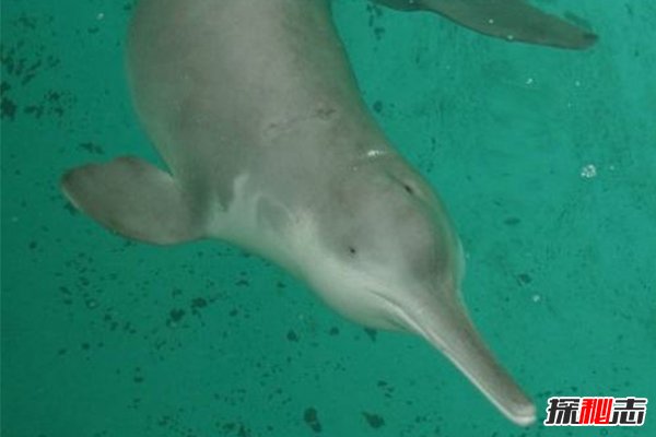 2018白鳍豚又发现了，灭绝11年的“水中熊猫”重现人世42 / 作者:UFO爱好者 / 帖子ID:70847