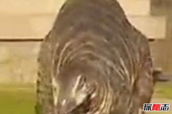 恐龙还未灭绝？新西兰村民活捉一只恐龙(原来是道具)443 / 作者:UFO爱好者 / 帖子ID:103689