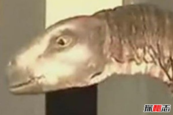 恐龙还未灭绝？新西兰村民活捉一只恐龙(原来是道具)663 / 作者:UFO爱好者 / 帖子ID:103689