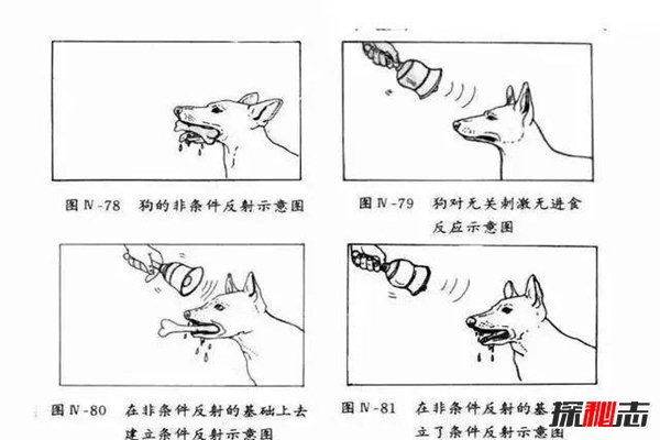 桑代克饿猫迷笼实验是什么？揭秘学习的本质(附结论)825 / 作者:UFO爱好者 / 帖子ID:84473