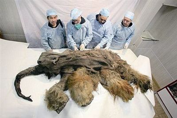 发现猛犸象完整细胞，揭秘猛犸象复活计划进展1000 / 作者:UFO爱好者 / 帖子ID:104277