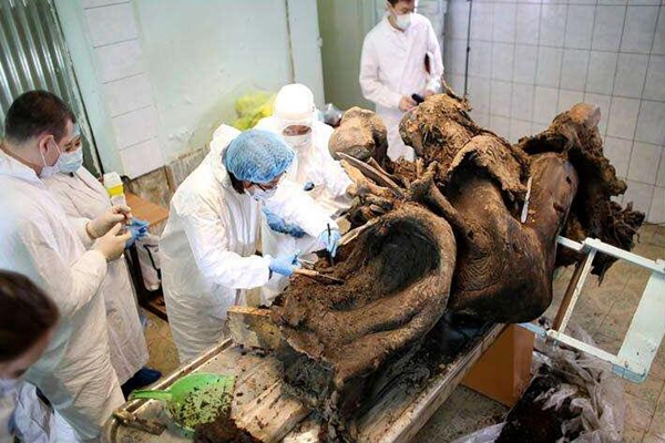 发现猛犸象完整细胞，揭秘猛犸象复活计划进展433 / 作者:UFO爱好者 / 帖子ID:104277