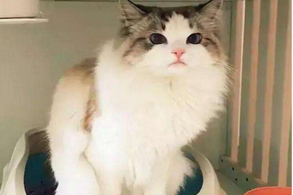 猫为什么埋屎?并非单纯爱干净，而是遗传天性(掩盖踪迹)870 / 作者:UFO爱好者 / 帖子ID:84546