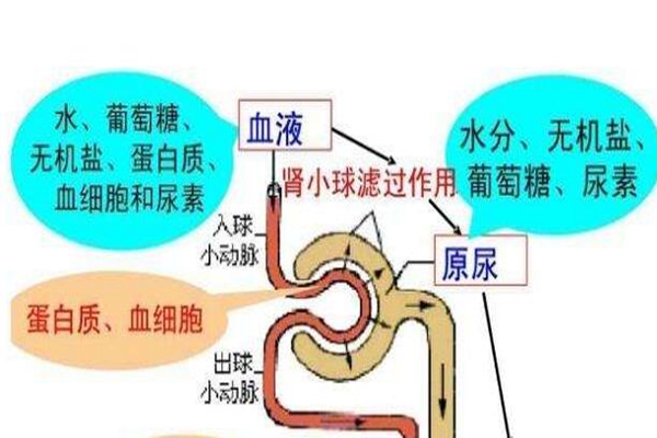 人尿是怎么形成的?肾脏过滤血液的代谢废物(97%都是水)930 / 作者:UFO爱好者 / 帖子ID:83749