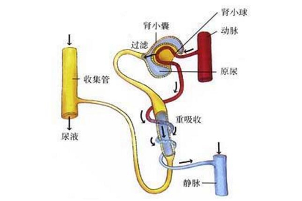 人尿是怎么形成的?肾脏过滤血液的代谢废物(97%都是水)432 / 作者:UFO爱好者 / 帖子ID:83749