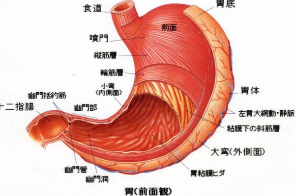 胃为什么不会消化自己?每分钟更新50万细胞(三天换个新胃)241 / 作者:UFO爱好者 / 帖子ID:83382
