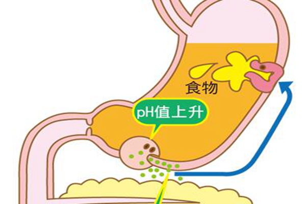胃为什么不会消化自己?每分钟更新50万细胞(三天换个新胃)867 / 作者:UFO爱好者 / 帖子ID:83382