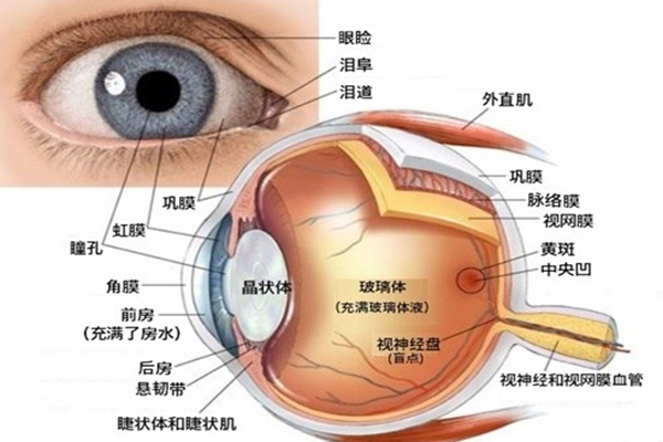 眼晴为什么能看到东西?光线刺激视网膜(80%信息靠视觉)769 / 作者:UFO爱好者 / 帖子ID:83223