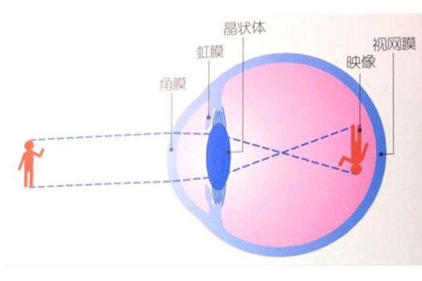 眼晴为什么能看到东西?光线刺激视网膜(80%信息靠视觉)849 / 作者:UFO爱好者 / 帖子ID:83223