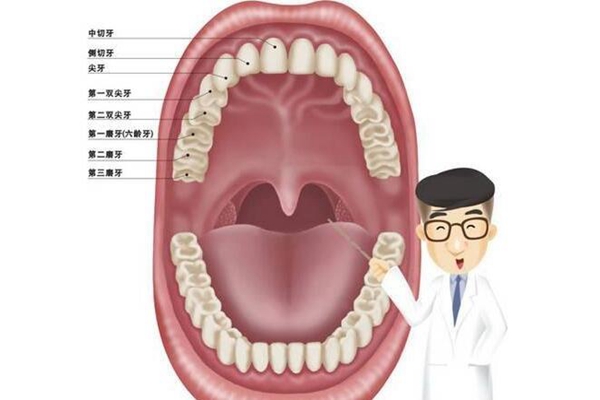 为什么人的牙齿长得不一样?门牙尖牙功能各异(撕碎研磨)223 / 作者:UFO爱好者 / 帖子ID:83374
