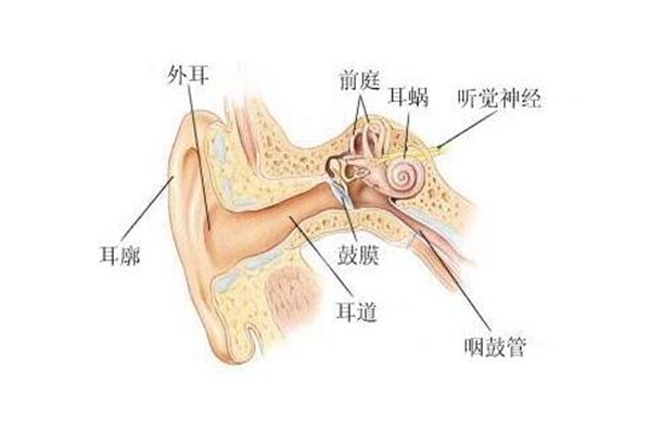 为什么耳朵进水后听不清声音?水阻挡声波(鼓膜震动减弱)319 / 作者:UFO爱好者 / 帖子ID:83368