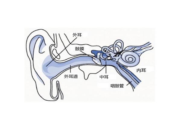 人为什么可以听到声音?耳廓收音鼓膜振动(刺激听神经)762 / 作者:UFO爱好者 / 帖子ID:83305