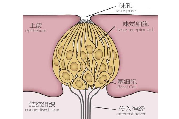 舌头为什么能辨别味道?舌头遍布3000个味蕾(甜味区靠前)78 / 作者:UFO爱好者 / 帖子ID:83291