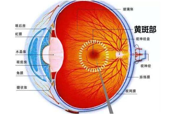 为什么有人分不清颜色?视锥细胞功能障碍(X染色体遗传)195 / 作者:UFO爱好者 / 帖子ID:83150