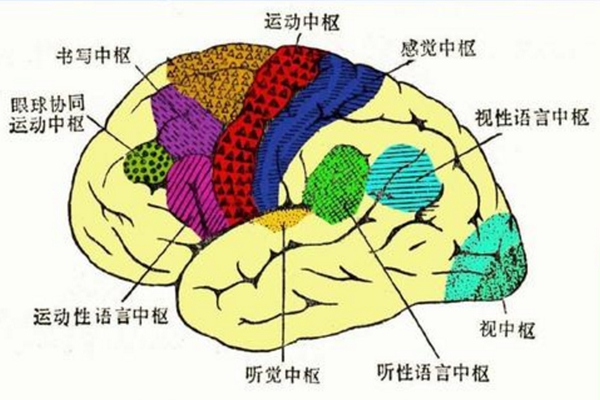 为什么大脑是人体的司令部?大脑是人最发达的思维器官303 / 作者:UFO爱好者 / 帖子ID:82996