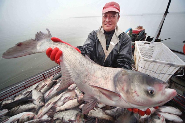 淡水鱼为什么不能在海里?海鱼鳃有泌氯细胞(淡化海水)7 / 作者:UFO爱好者 / 帖子ID:82842