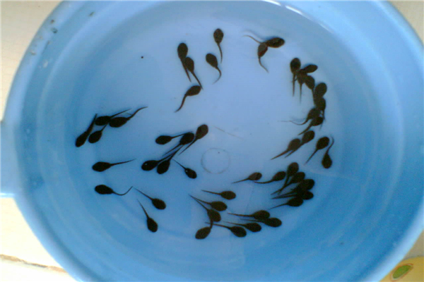 蝌蚪吃什么东西？原来除了水藻，还吃甲壳类生物691 / 作者:UFO爱好者 / 帖子ID:80823
