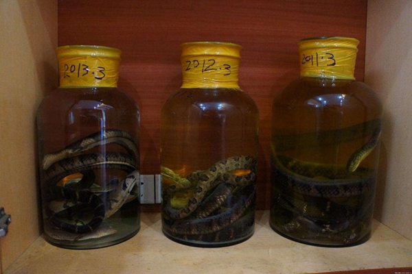 蛇酒泡了10年蛇还活着?泡了3个月酒都喝完蛇还活着389 / 作者:UFO爱好者 / 帖子ID:104058