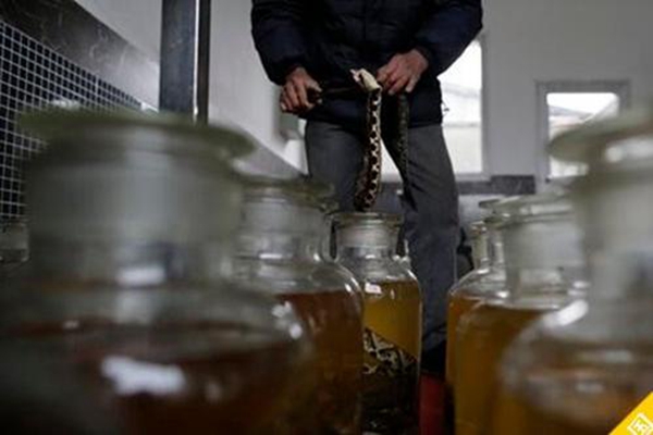 蛇酒泡了10年蛇还活着?泡了3个月酒都喝完蛇还活着79 / 作者:UFO爱好者 / 帖子ID:104058